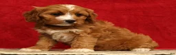Cavapoo dogs for sale: Bella - Ad 3