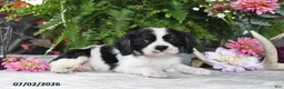 Cavalier King Charles Spaniel dogs for sale: Jaxon - Ad 1