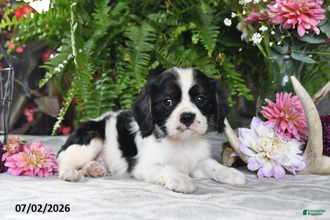 Cavalier King Charles Spaniel dogs for sale: Jaxon - Ad 1