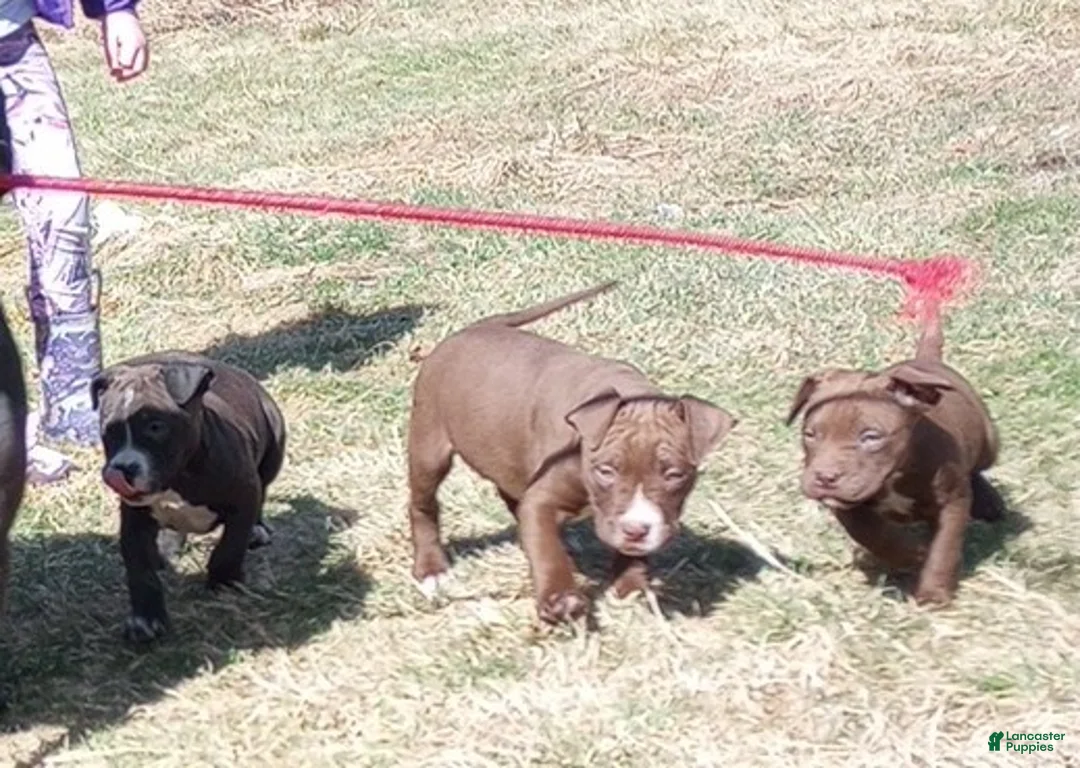 American Bully dogs for sale: Amit Elor - Ad 2