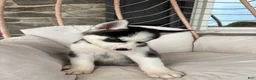 Siberian Husky dogs for sale: Siberian Husky 2 - Ad 3