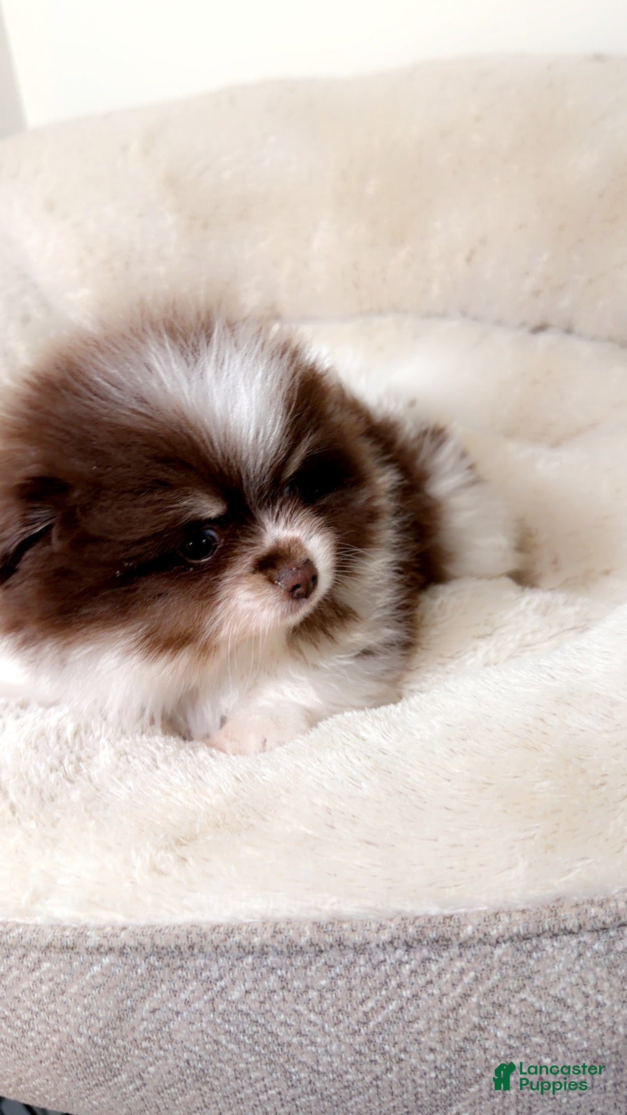 Pomeranian dogs Teddy  - Ad 42