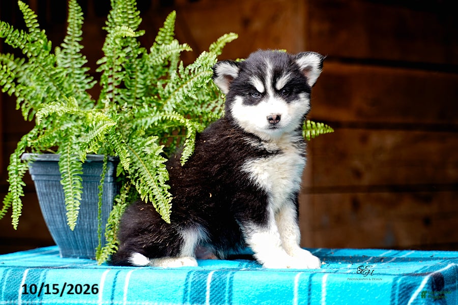 Pomsky dogs Teddy - Ad 1