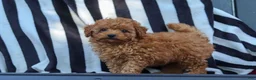 Cavapoo dogs for sale: Emily  - Ad 9