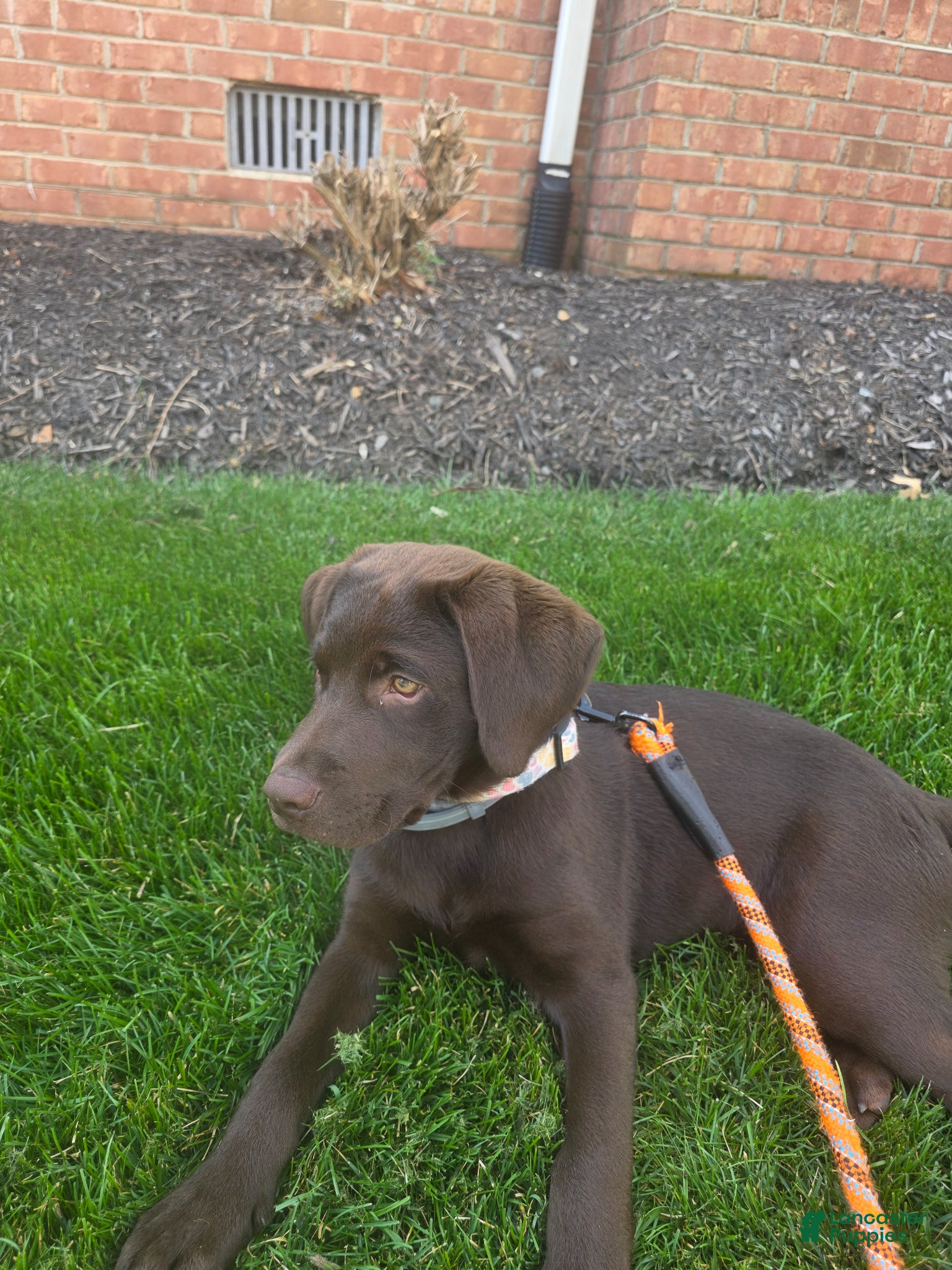 Labrador Retriever dogs Labrador Retriever Puppy 1 - Ad 37