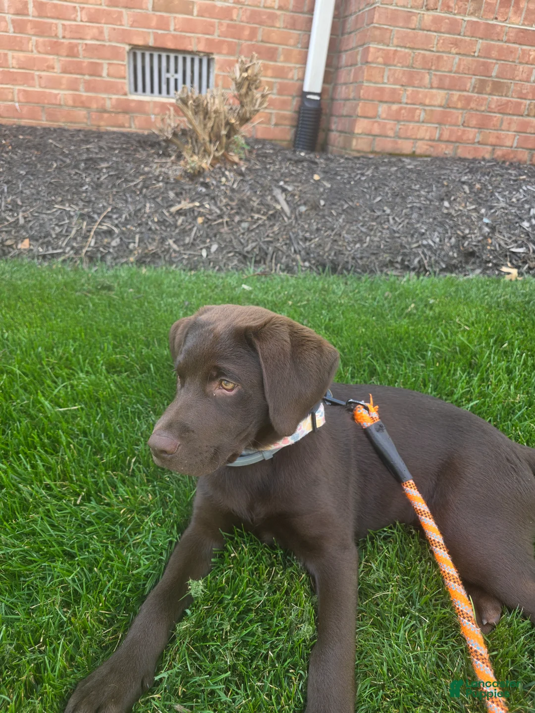 Labrador Retriever dogs for sale: Labrador Retriever Puppy 1 - Ad 1