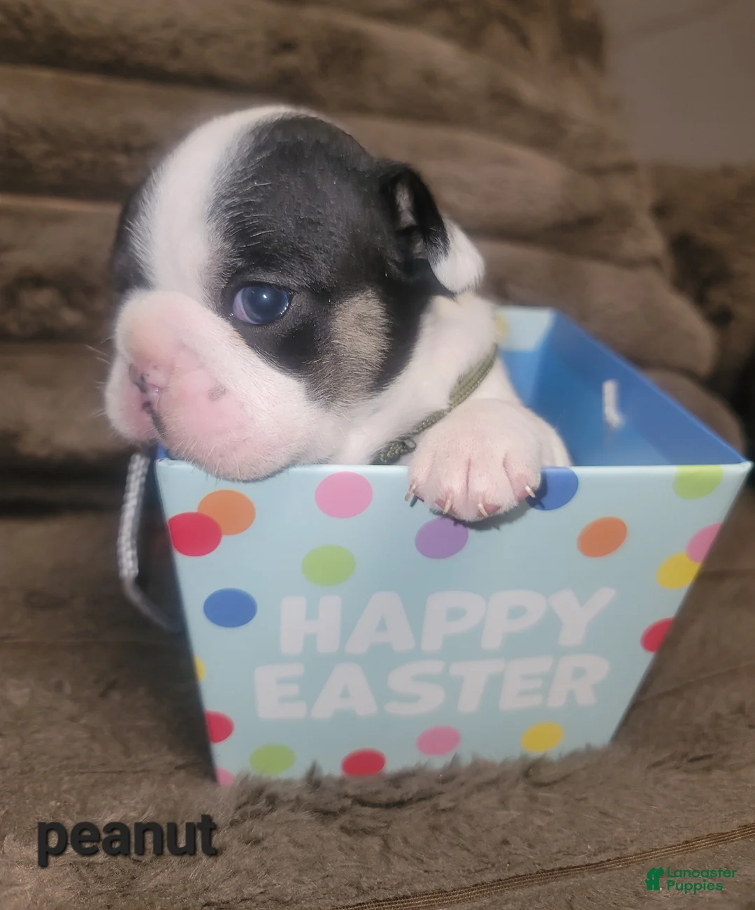 French Bulldog dogs for sale: Peanut  - Ad 2