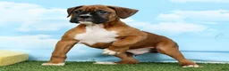 Boxer dogs for sale: Archie - Ad 5