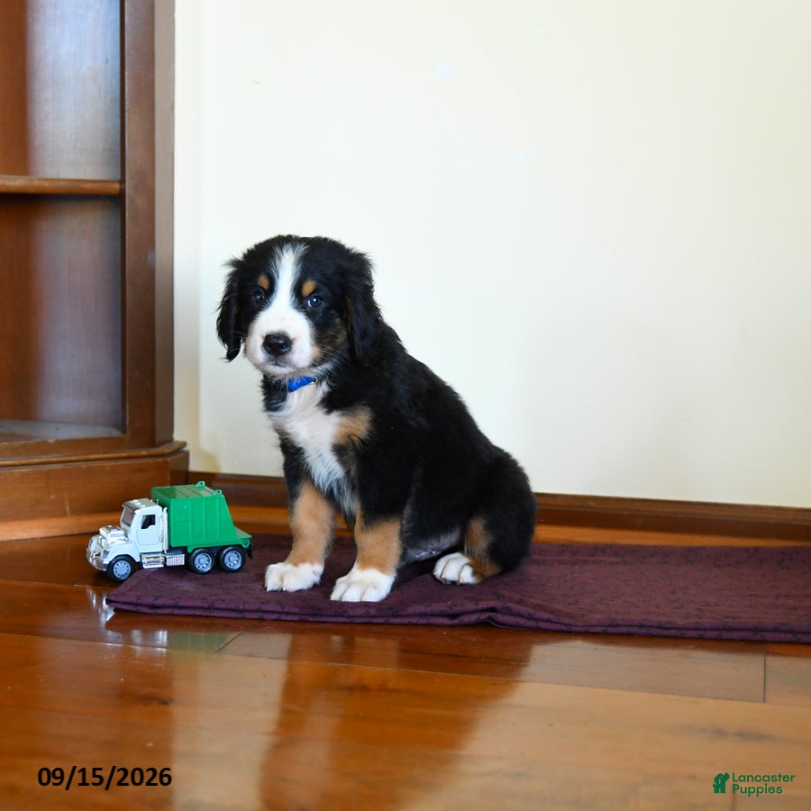 Greater Swiss Mountain Dog dogs Waylon - Ad 2
