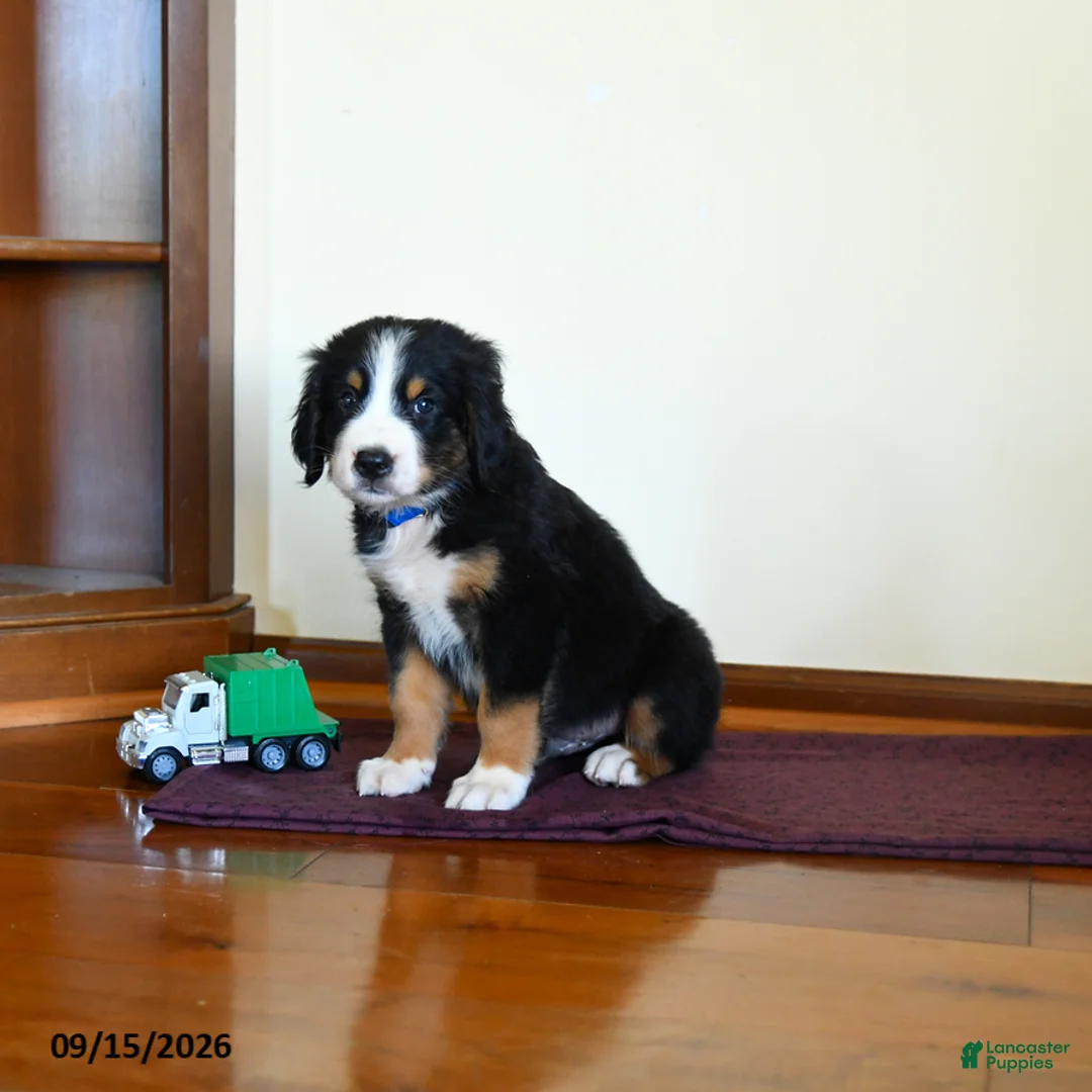 Greater Swiss Mountain Dog dogs for sale: Waylon - Ad 2