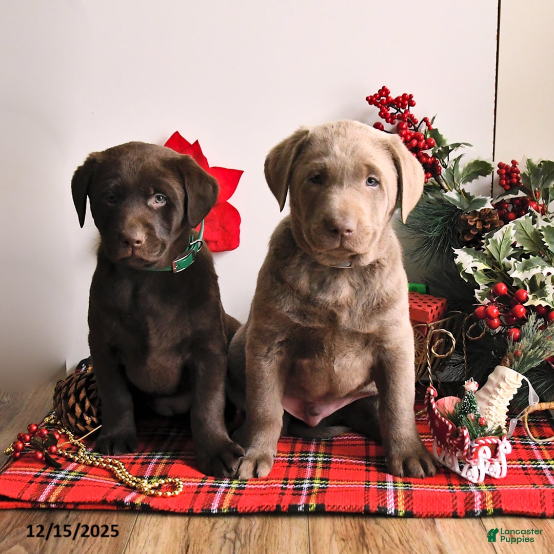 Labrador Retriever dogs for sale: Shelby - Ad 3