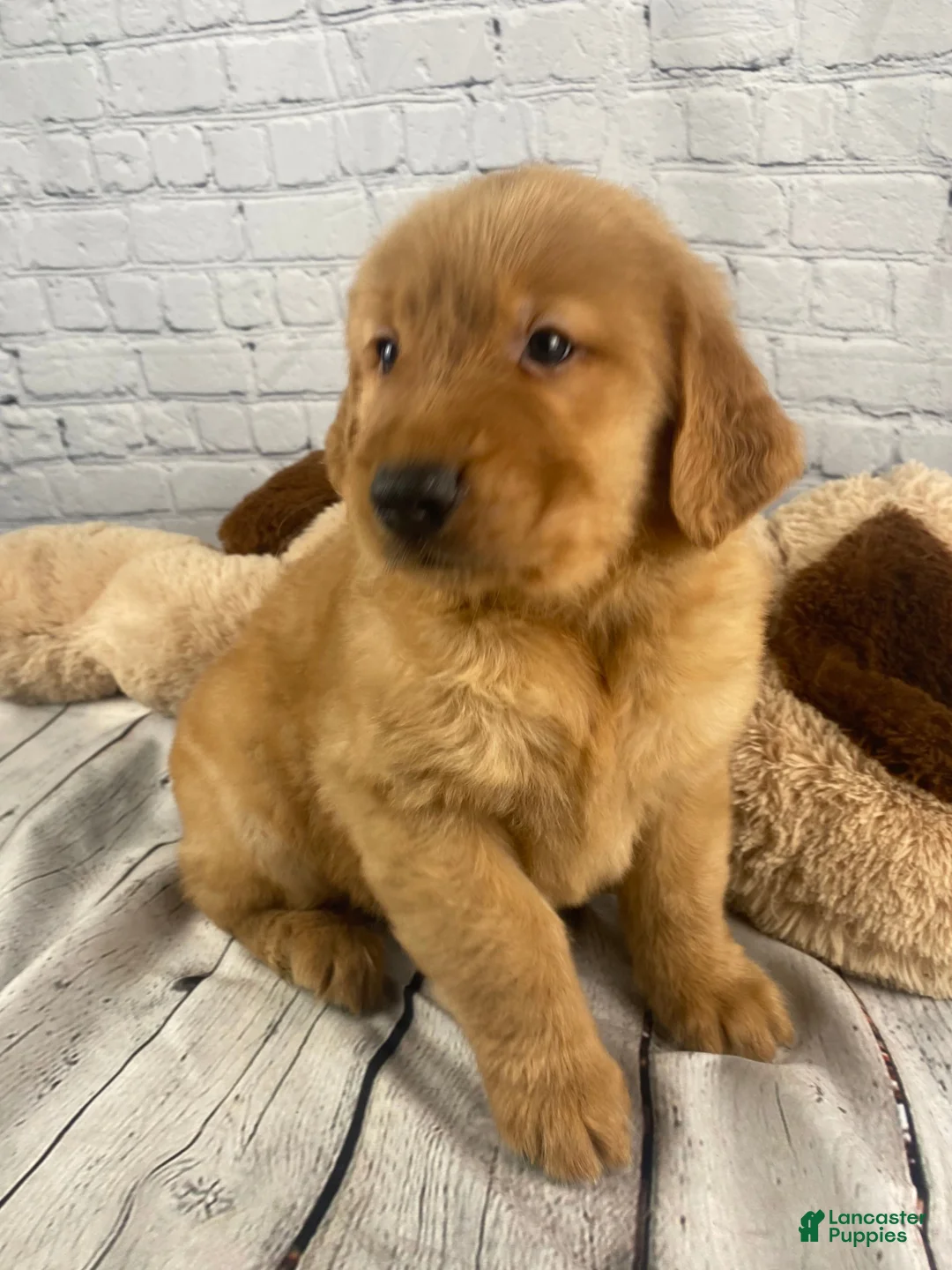 Golden Retriever dogs for sale: Cory - Ad 1