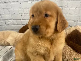 Golden Retriever dogs for sale: Cory - Ad 1