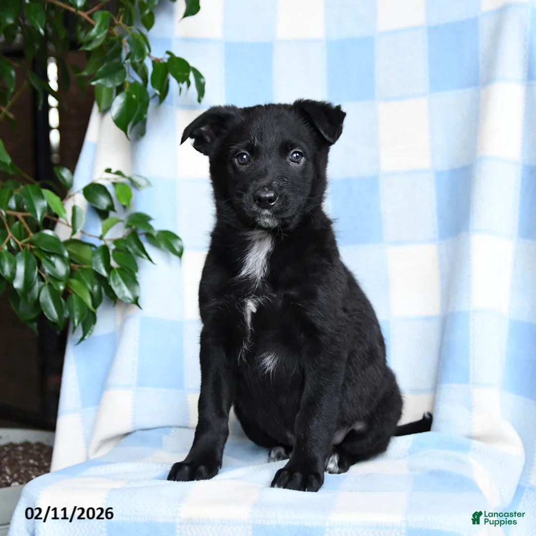 Mixed Breed dogs for sale: Bella    - Ad 1