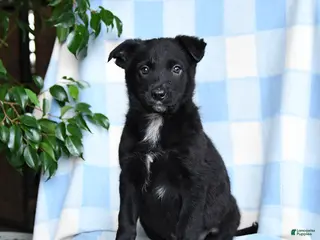Mixed Breed dogs Bella - Ad 36