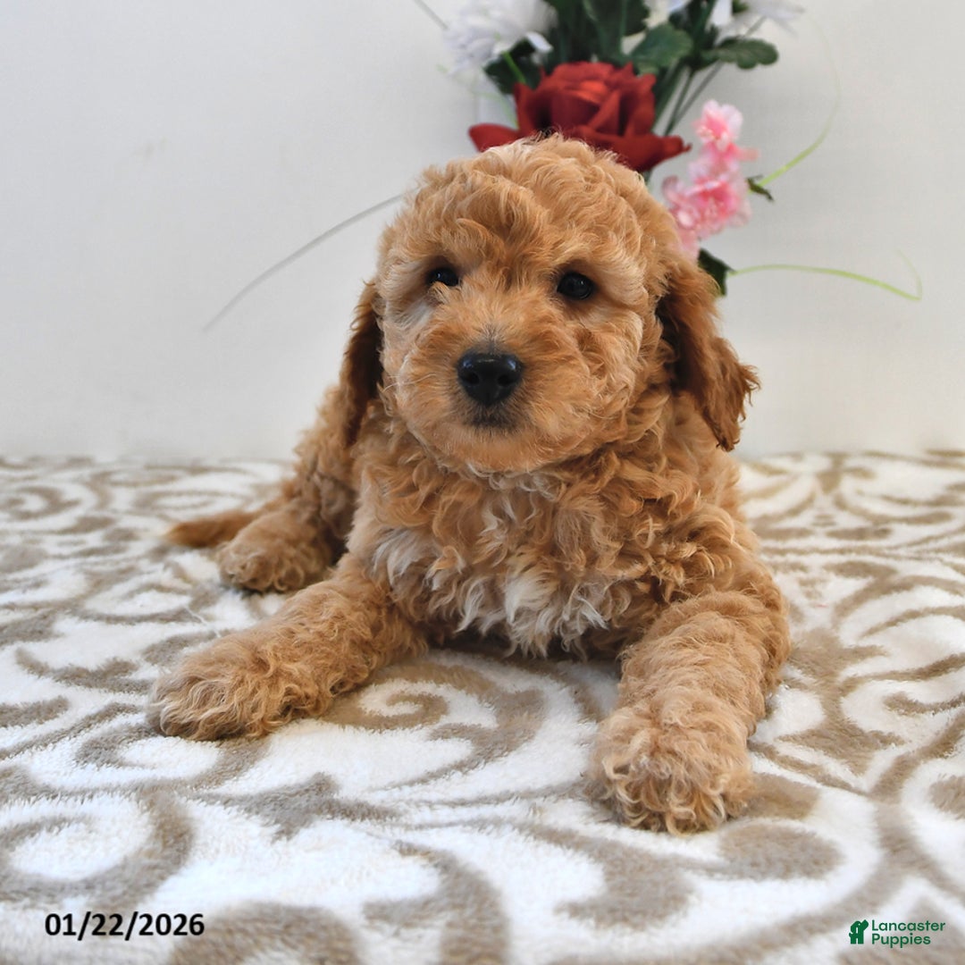 Mini Goldendoodle dogs for sale: Charlie - Ad 4