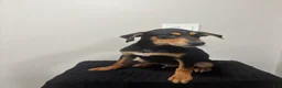 Mixed Breed dogs for sale: Mixed Breed Puppy 4 - Ad 3