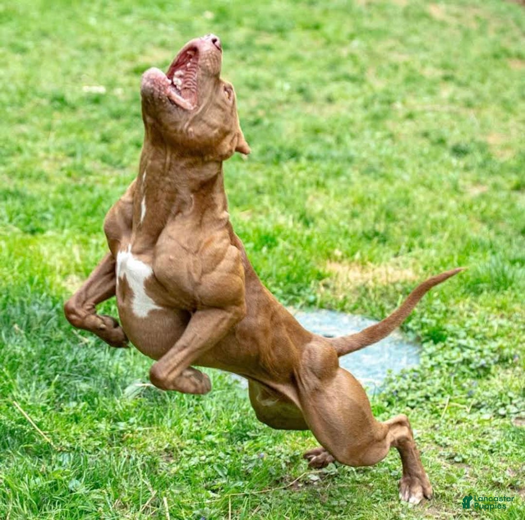 American Pit Bull Terrier dogs for sale: American Pit Bull Terrier Puppy 4 - Ad 3