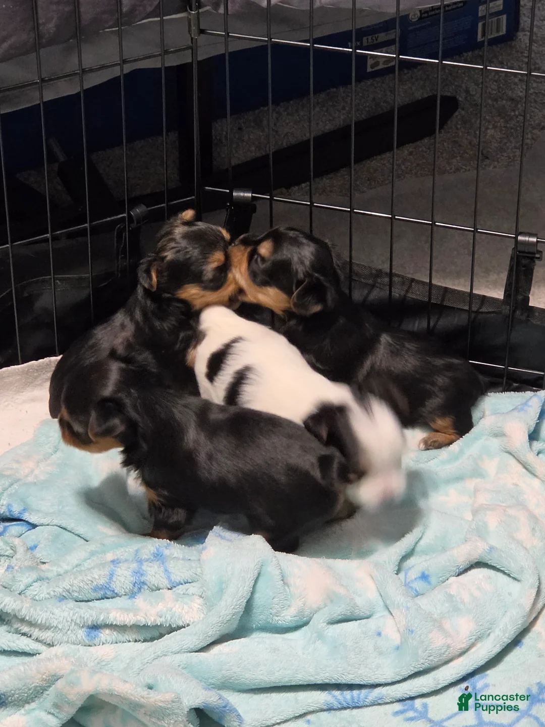 Mixed Breed dogs for sale: Cookie - Ad 2