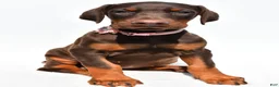 Doberman Pinscher dogs for sale: Heather - Ad 6