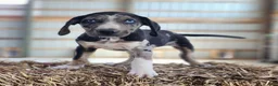 Catahoula Leopard Dog dogs for sale: Duchess 2026 Male 4 - Ad 5