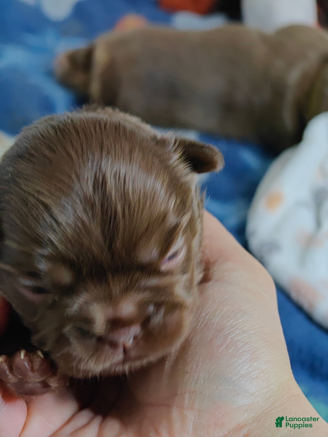 French Bulldog dogs for sale: French Bulldog litter of 7 puppies - Ad 3