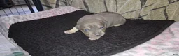 American Bully dogs for sale: American Bully Puppy 3 - Ad 4