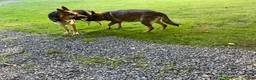 German Shepherd dogs for sale: Bear - Ad 17