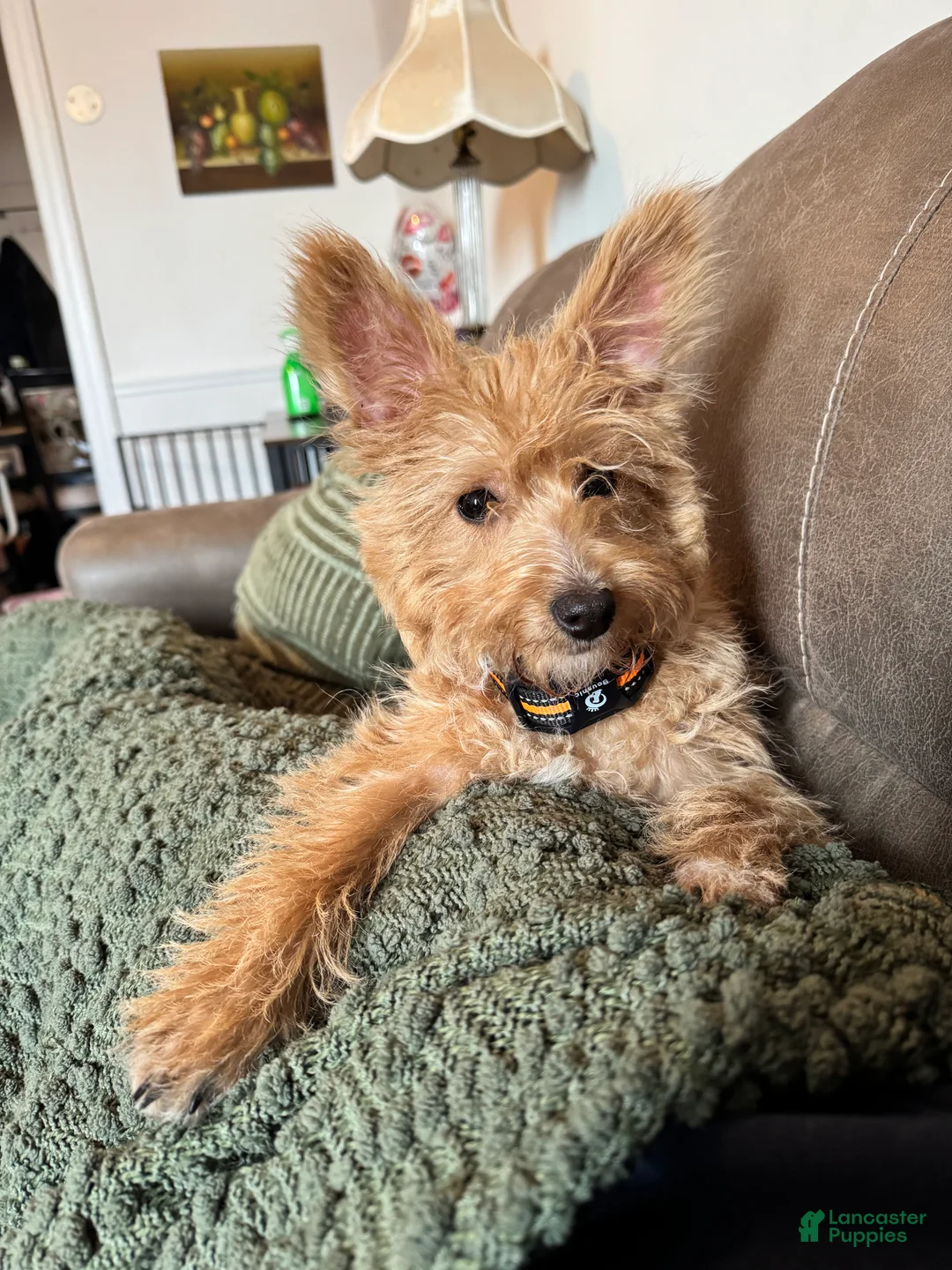 Mixed Breed dogs for sale: Mixed Breed Puppy 2 - Ad 2