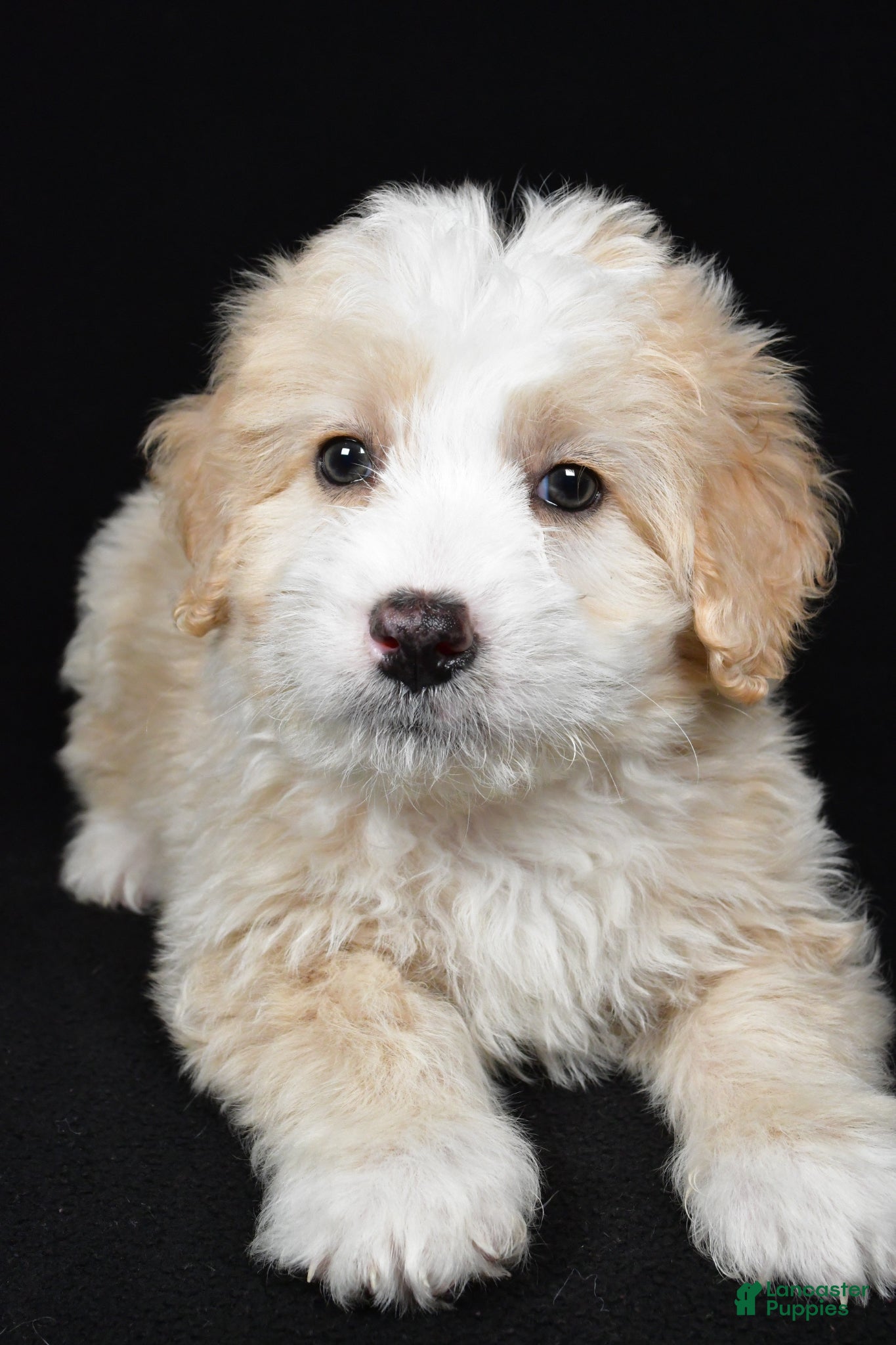 Bernedoodle dogs Willow - Ad 1