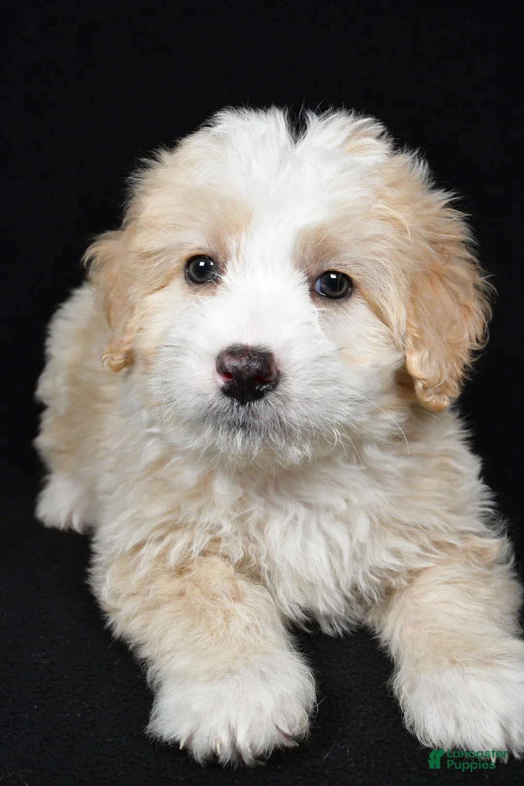 Bernedoodle dogs for sale: Willow - Ad 1