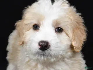 Bernedoodle dogs for sale: Willow - Ad 4