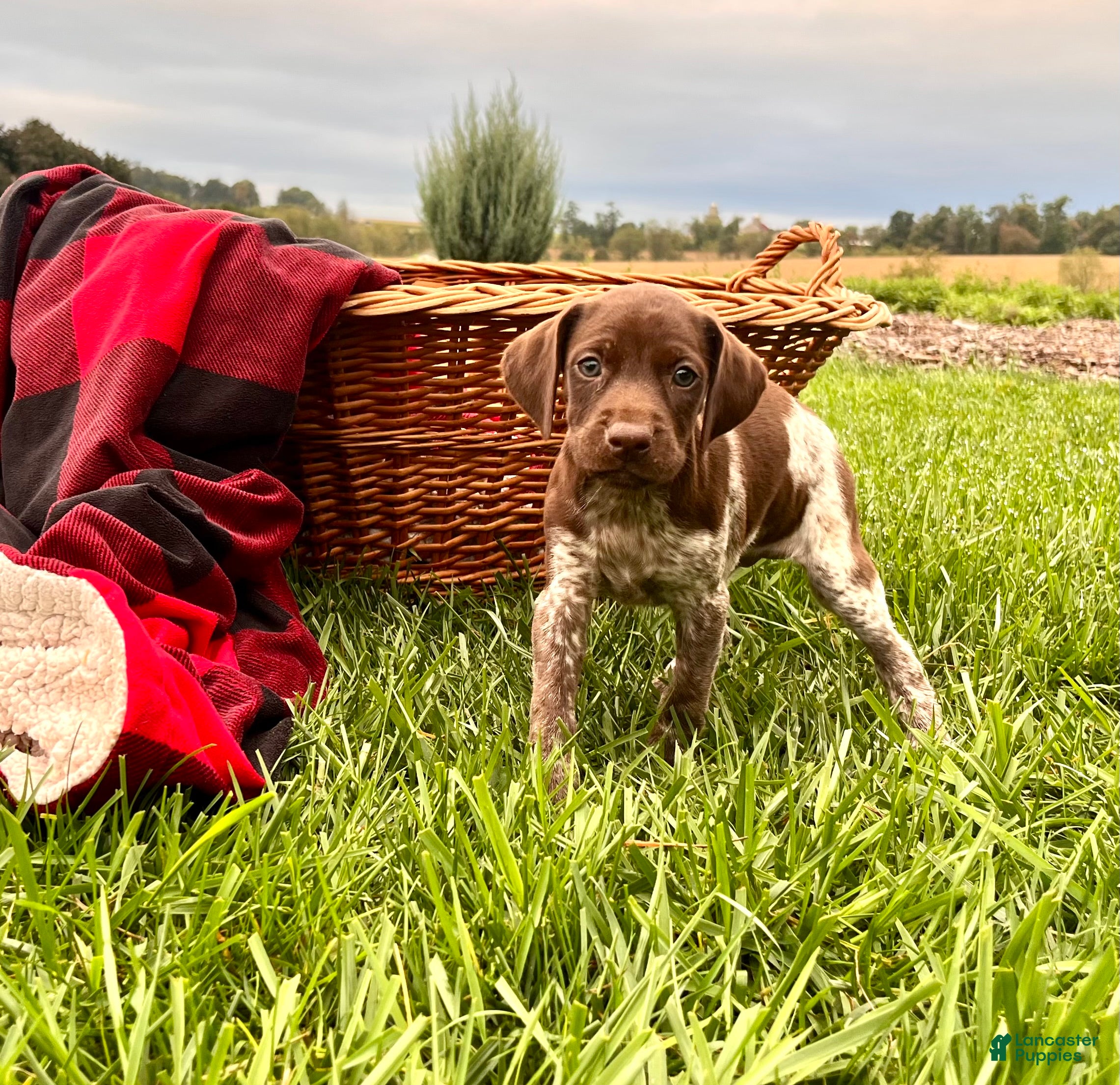 German Shorthaired Pointer