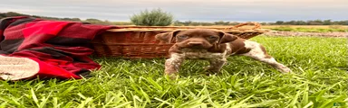 Ginger❤️Akc Registered🐾Text or call today