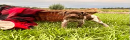 German Shorthaired Pointer dogs for sale: Ginger❤️Akc Registered🐾Text or call today - Ad 1