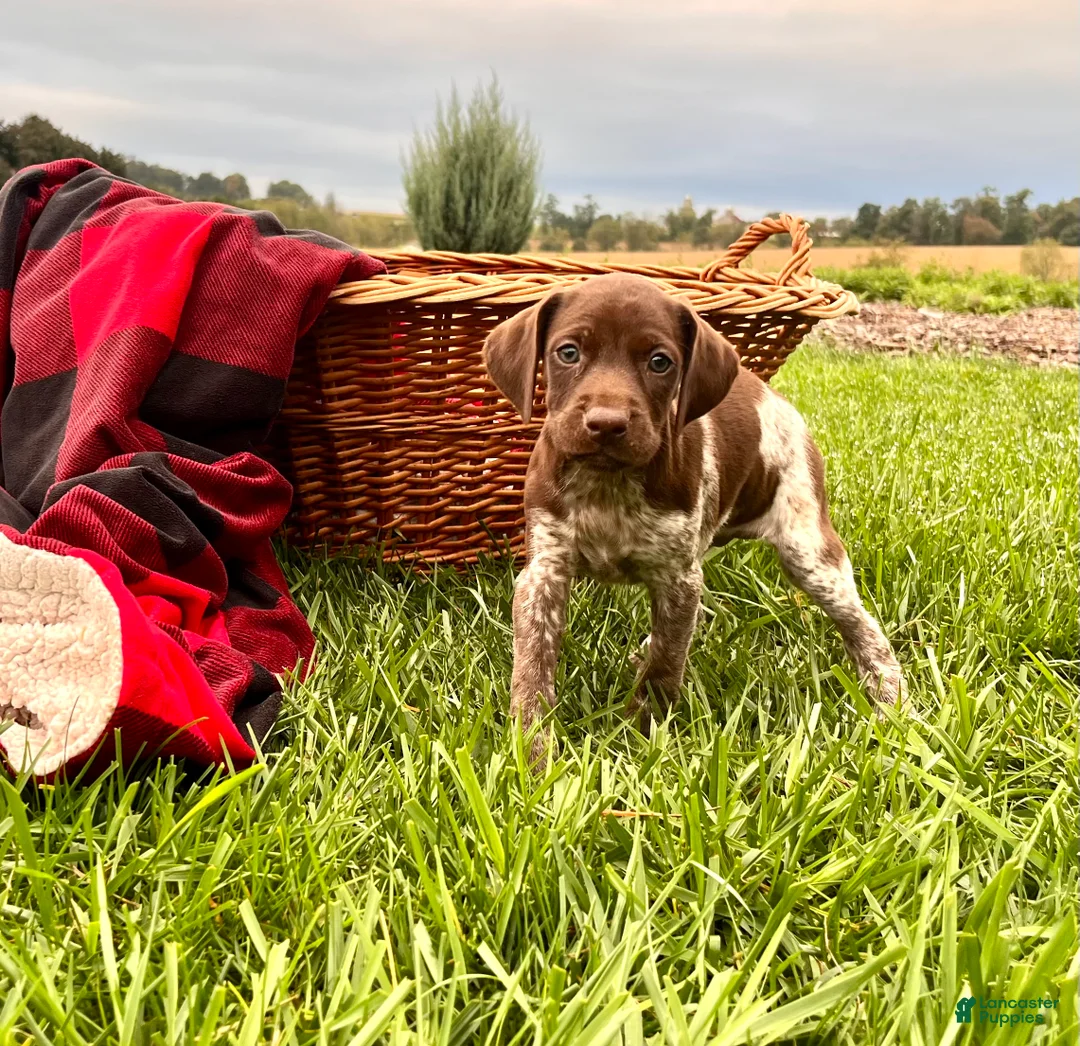 German Shorthaired Pointer dogs for sale: Ginger❤️Akc Registered🐾Text or call today - Ad 1