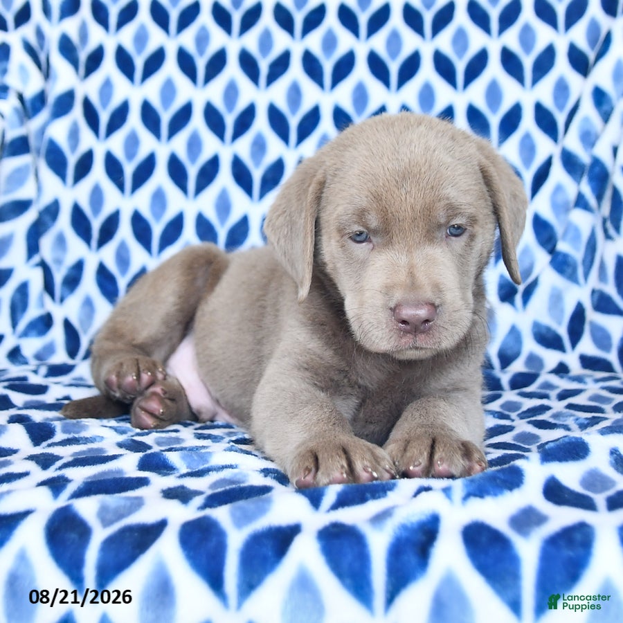Labrador Retriever dogs Charlie - Ad 1
