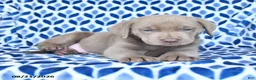 Labrador Retriever dogs for sale: Charlie - Ad 1
