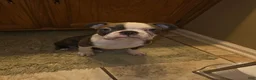 Boston Terrier dogs for sale: Max - Ad 13