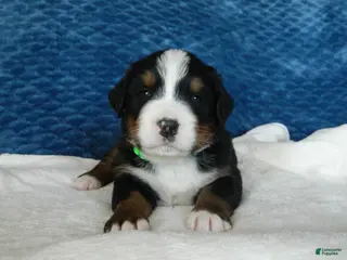 Bernese Mountain Dog dogs Benny - Ad 34