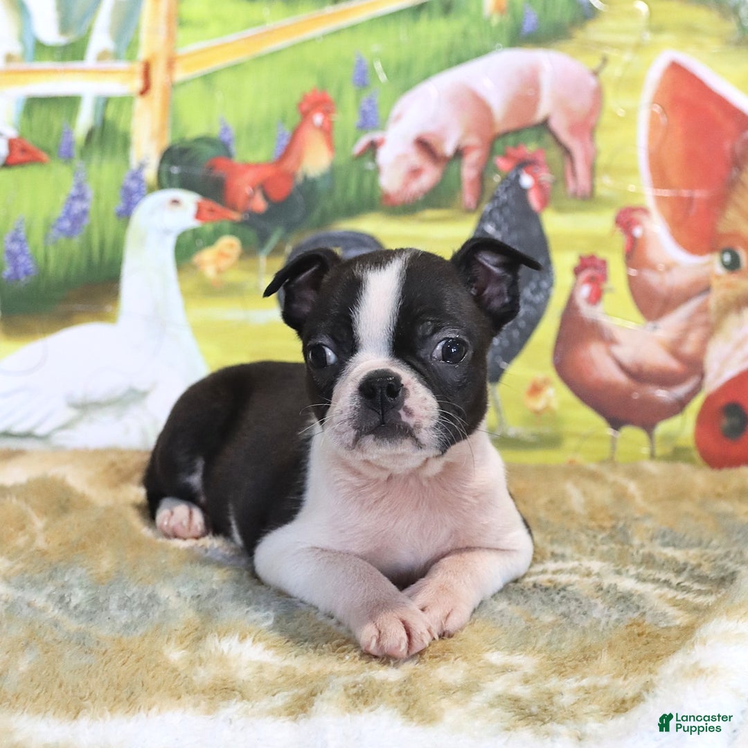 Boston Terrier dogs for sale: Ruby - Ad 4