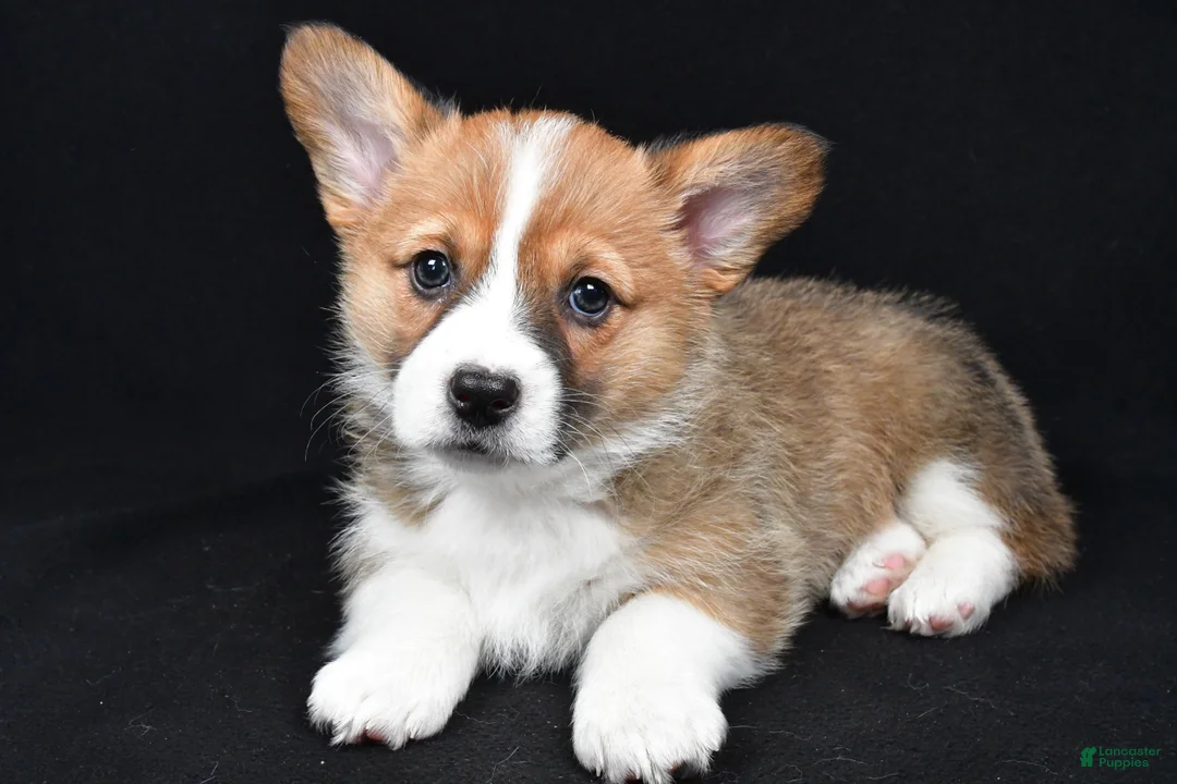 Welsh Corgi Pembroke dogs for sale: Colee - Ad 3