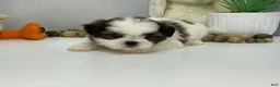 Shih Tzu dogs for sale: Jason  - Ad 2