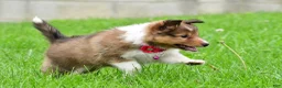 Shetland Sheepdog dogs for sale: Kaleen - Ad 9