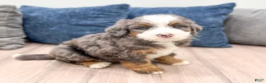 Oscar