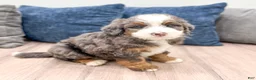 Mini Bernedoodle dogs for sale: Oscar - Ad 1