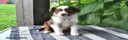 Mixed Breed dogs for sale: River - Ad 3