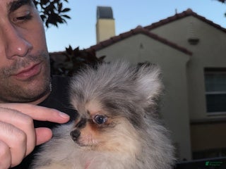 Pomeranian dogs Lou Lou - Ad 14