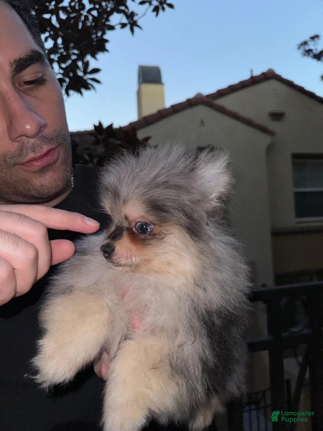 Pomeranian dogs for sale: Lou Lou  - Ad 1