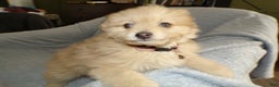 Pomapoo dogs for sale: Pomapoo Puppy 4 Brody - Ad 1